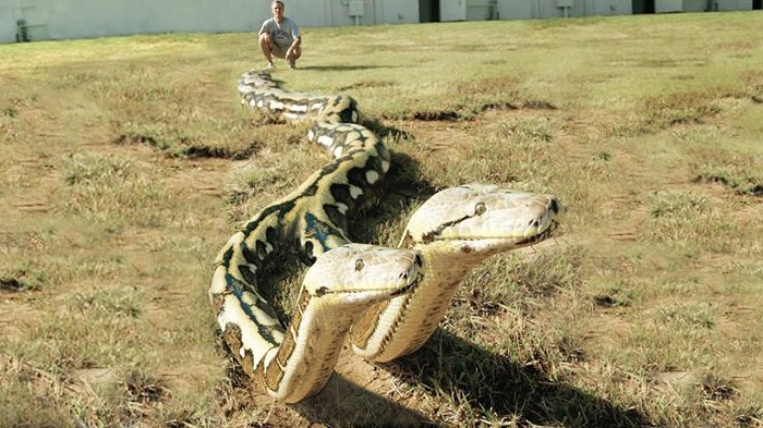 iki-kafali-yilanlar-yemek-icin-birbirleriyle-savasir.jpg
