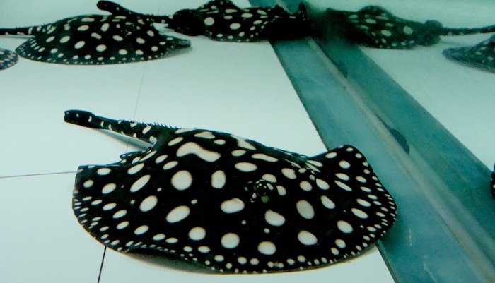 Dünyanın En Pahalı 10 Akvaryum Balığı | Paratic