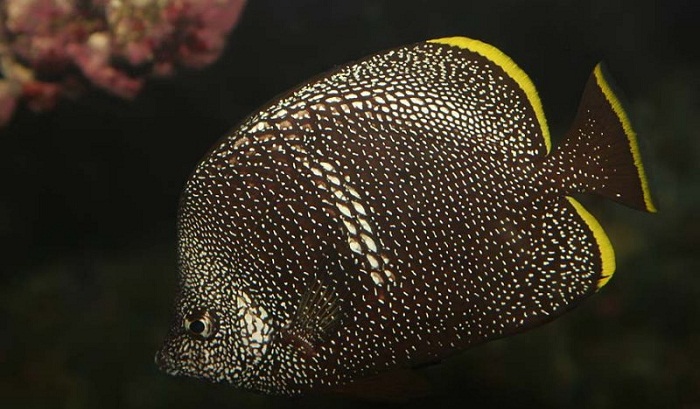 Wrought Iron Butterflyfish