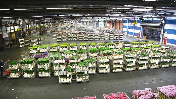 Aalsmeer Çiçek Müzayede Binası