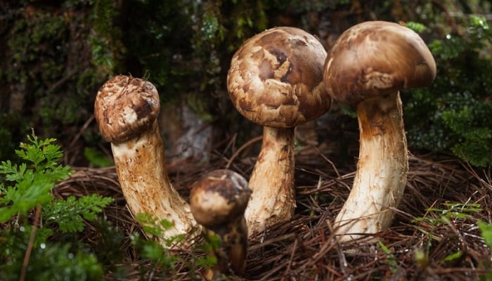 Matsutake Mantarı