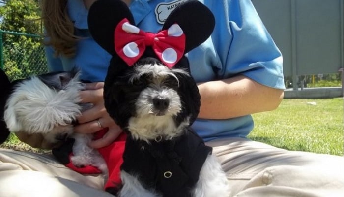 Best Friends Evcil Hayvan Bakım Evi - Disney World/Florida