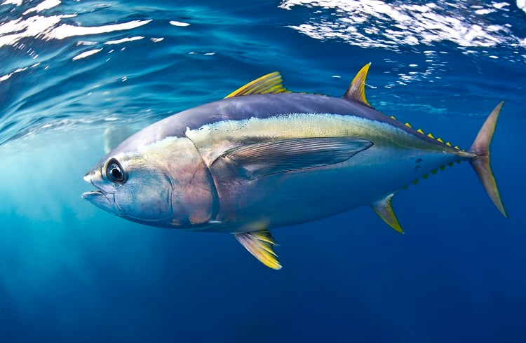 Dünyanın En Pahalı Ton Balığı