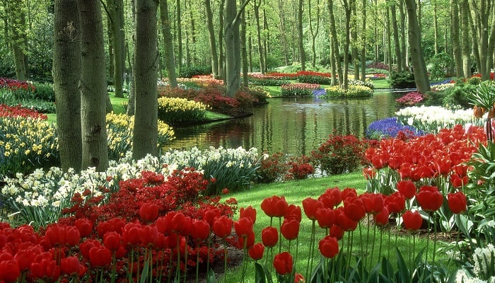 Keukenhof Bahçeleri - Hollanda