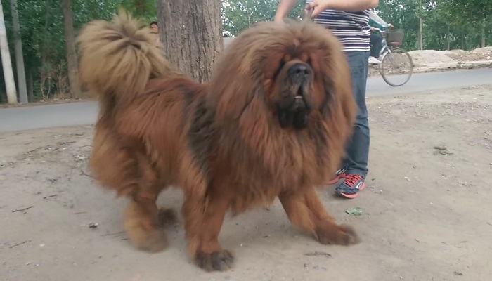 Tibetli Mastif