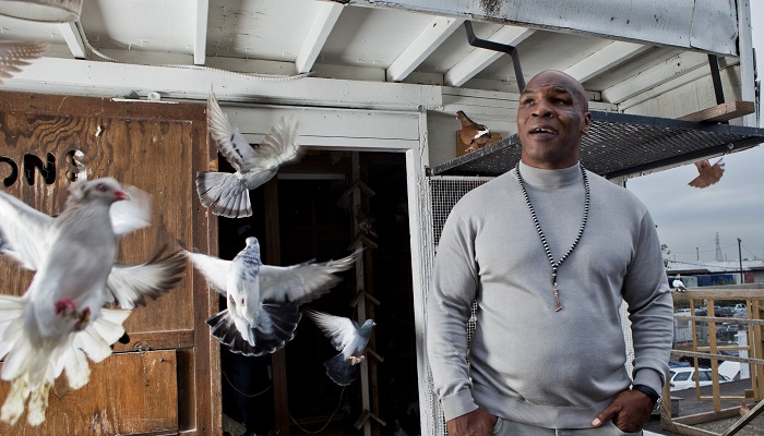 Mike Tyson - Güvercin Yarışı