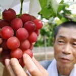 Dünyanın En Pahalı Üzümü “Japon Yakut Roman”