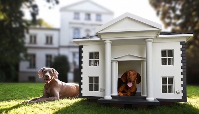 Süper Köpek Evi