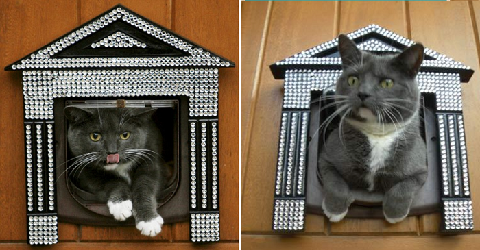 Swarovski Taşlı Kedi Kapısı