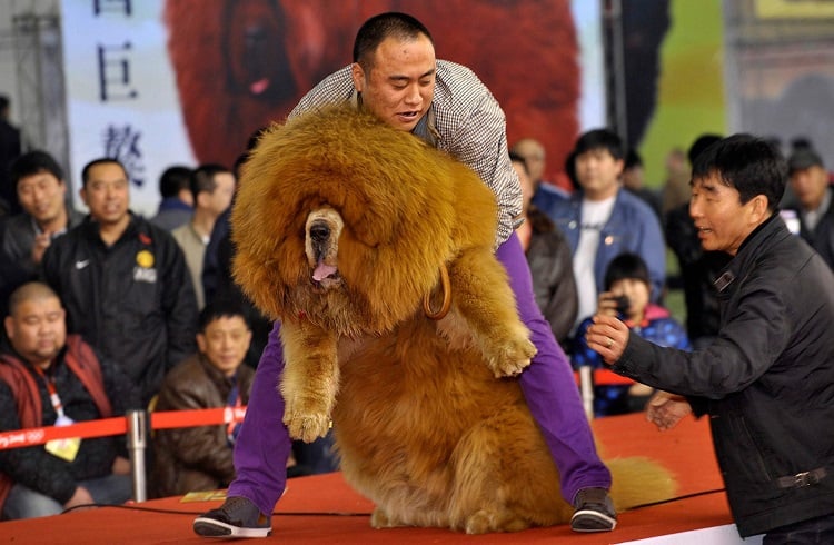 Açık Artırmayla Satılan Dünyanın En Pahalı Köpeği: “Tibet Mastifi”