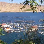 Balık Üretim Çiftliği Kurarak Para Kazanmak