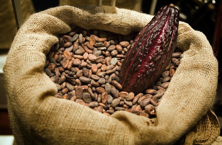Kakao Yatırımı Nasıl Yapılır?