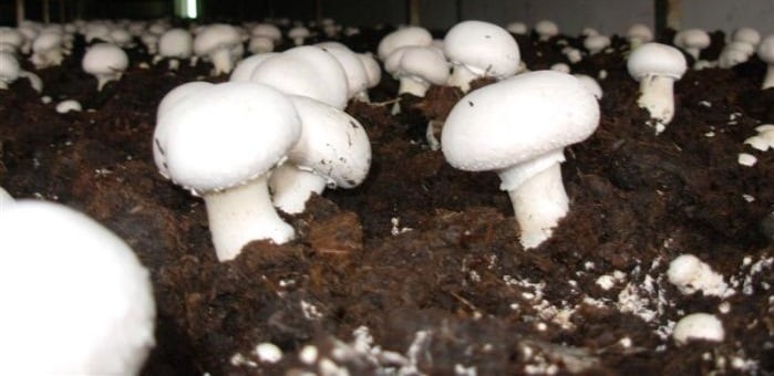 Mantar Yetiştiriciliği Yaparak Ne Kadar Para Kazanılır?