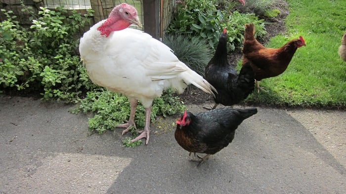 Tavuk ve Hindi Yetiştiriciliği Yapmak Hakkında Bilinmesi Gerekenler