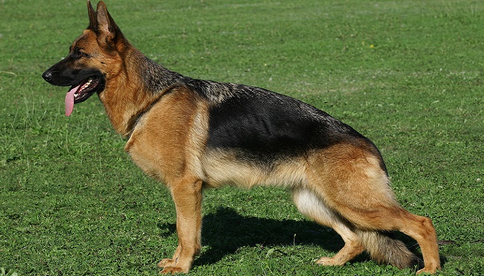 Alman Çoban Köpeği (Alman Kurdu)