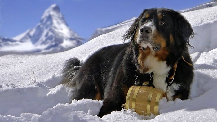 Bernese Dağ Köpeği