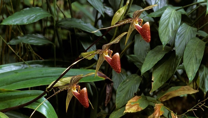Altın Kinabalu Orkidesi
