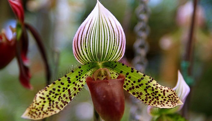 Shenzhen Nongke Orkidesi
