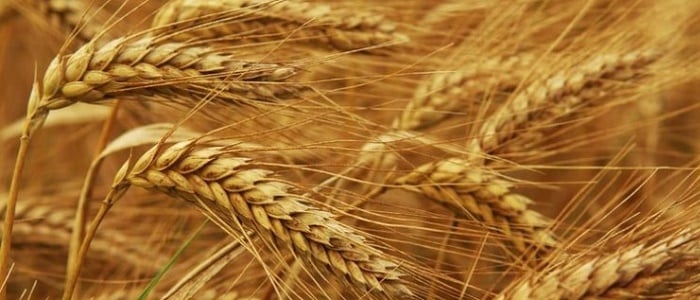 Anadolu Kırmızı Buğday Vadeli İşlem Sözleşmesi