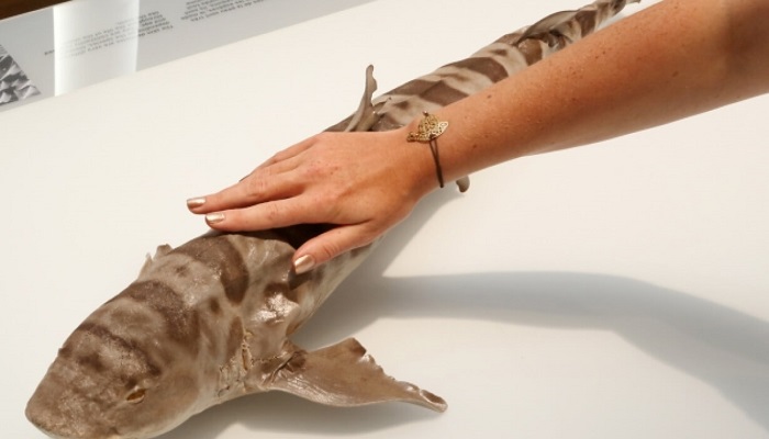 Denizbilimi Müzesinde Köpekbalığına Dokunmak