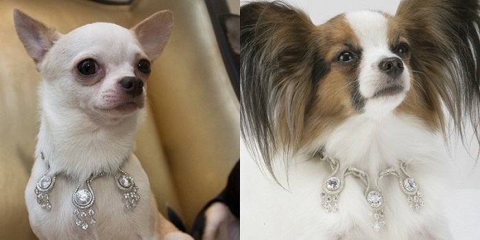 Köpek Tasması