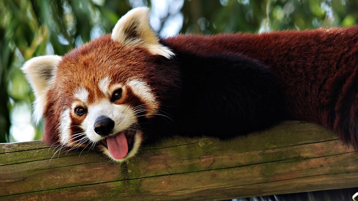 Kızıl Panda