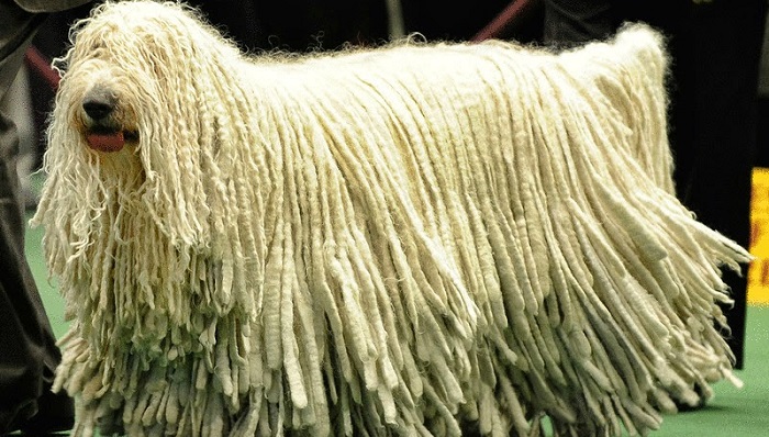 Komondor