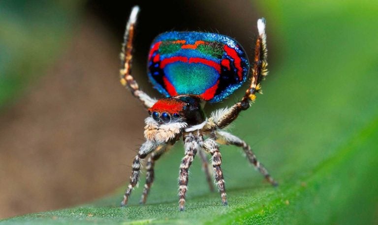 Dünyanın En Renkli Hayvanları: Güzelliği ile Gözlerinizi Kamaştıracak 50 Farklı Tür ve Fotoğrafları