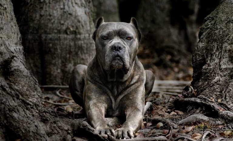 Dünyanın En Tehlikeli 25 Köpek Irkı İçinizdeki Kaçma Hissini Uyandıracak