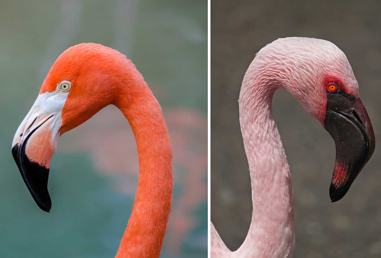 Flamingo Dunyanin En Guzel Gozlu Hayvanlari Fotograflari