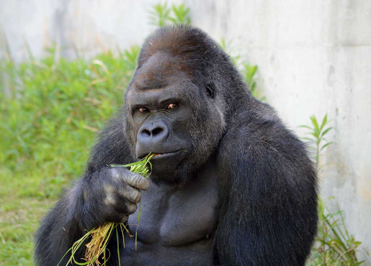 Goril Dunyanin En Guzel Gozlu Hayvanlari Fotograflari