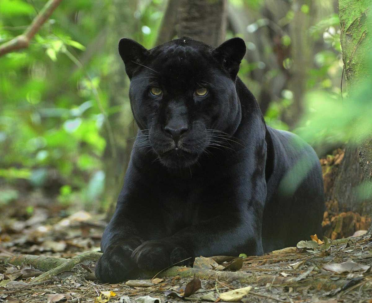 Jaguar Dunyanin En Guzel Gozlu Hayvanlari Fotograflari