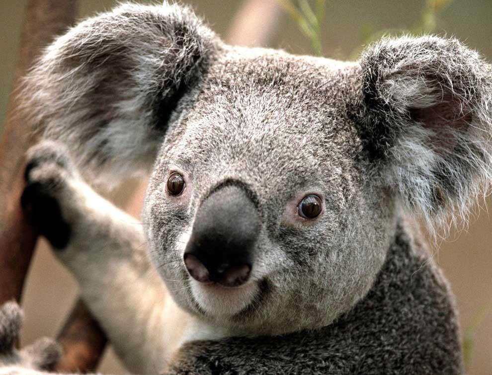Koala Dunyanin En Guzel Gozlu Hayvanlari Fotograflari