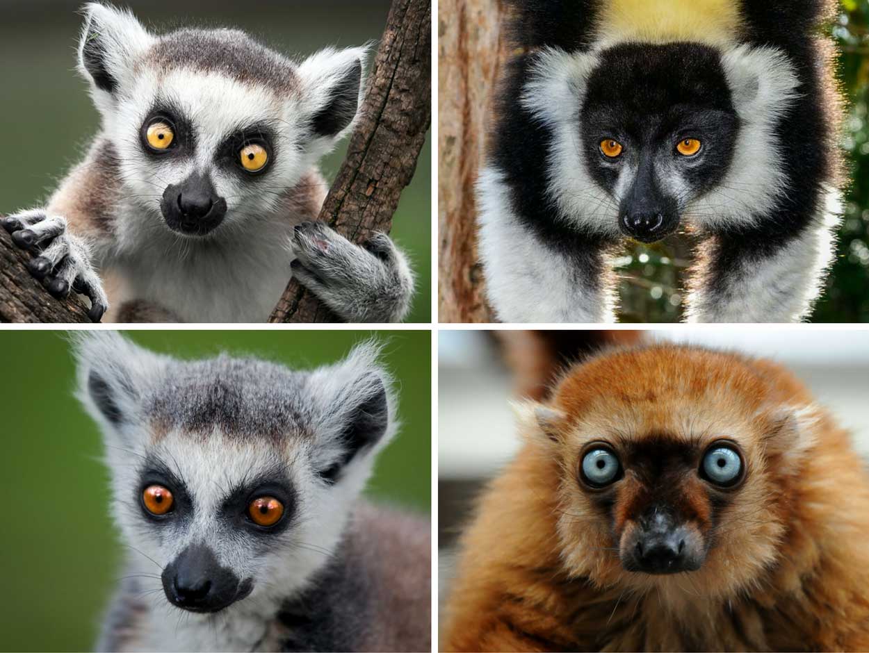 Lemur Dunyanin En Guzel Gozlu Hayvanlari Fotograflari