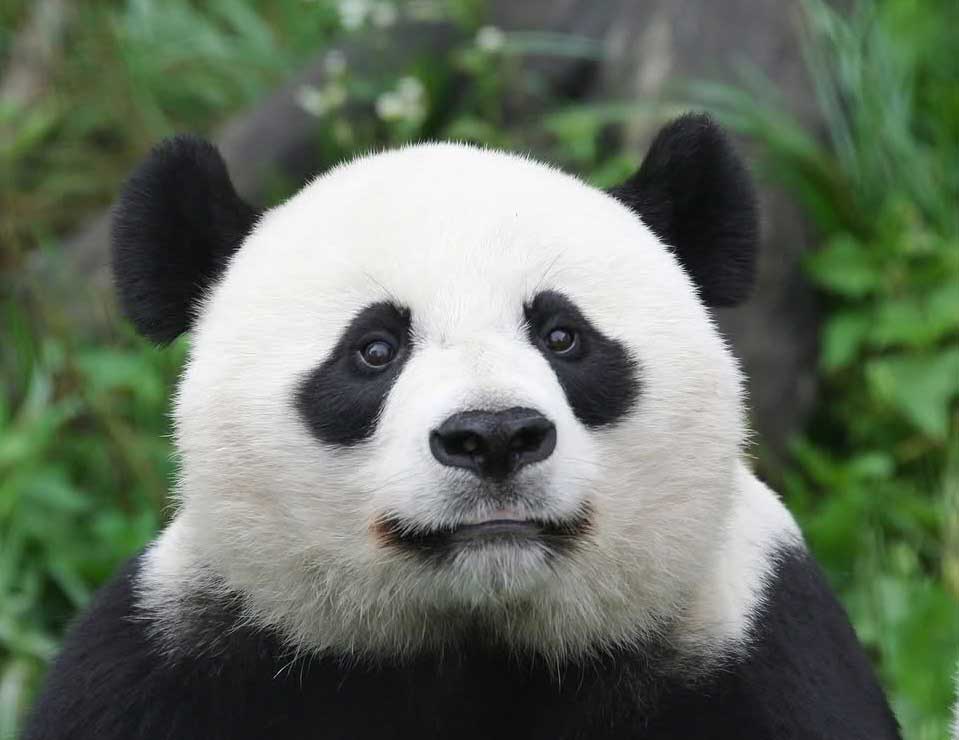 Panda Dunyanin En Guzel Gozlu Hayvanlari Fotograflari