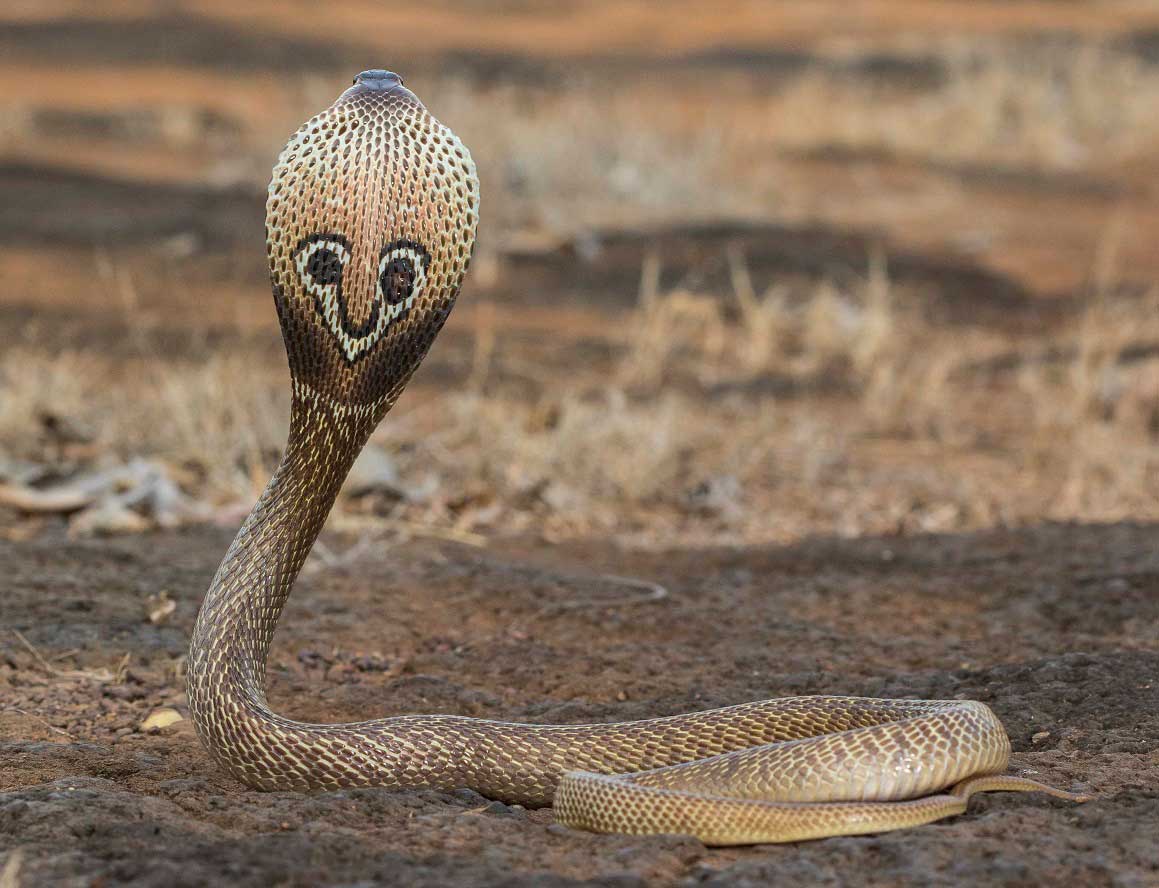 Adi Kobra Dunyanin En Korkunc Hayvanlari