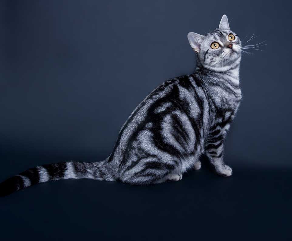 Amerikan Shorthair Kedi Cinsleri En Begenilen Turler Ve Ozellikleri