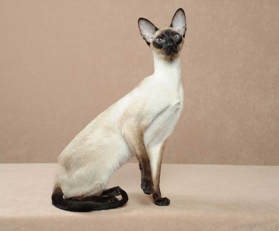 Colorpoint Shorthair Kedi Cinsleri En Begenilen Turler Ve Ozellikleri