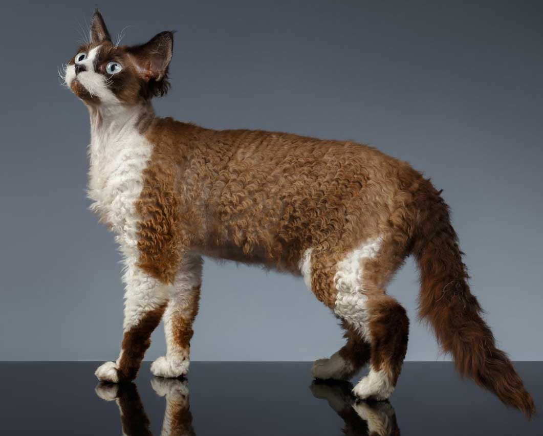 Devon Rex Kedi Cinsleri En Begenilen Turler Ve Ozellikleri