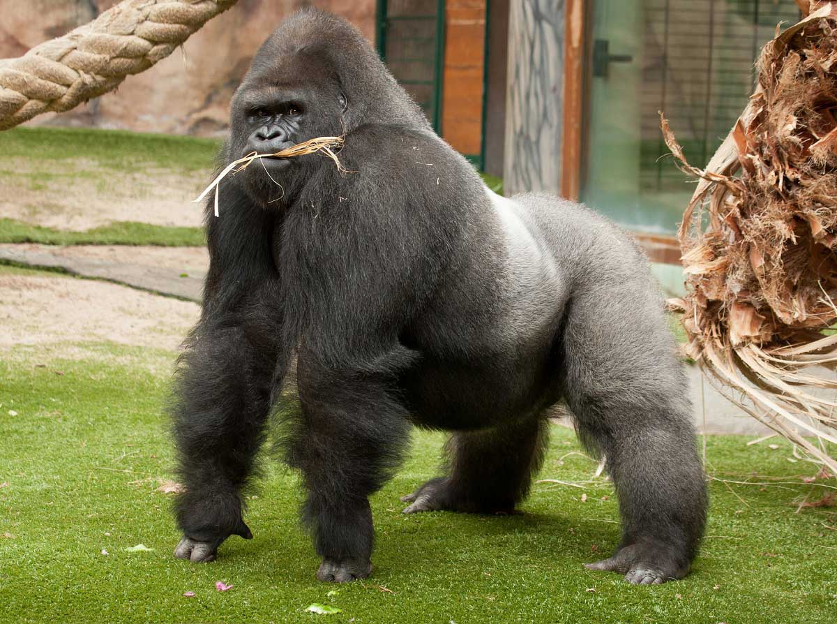 Goril Dunyanin En Korkunc Hayvanlari