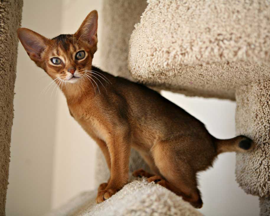 Habes Kedisi Kedi Cinsleri En Begenilen Turler Ve Ozellikleri
