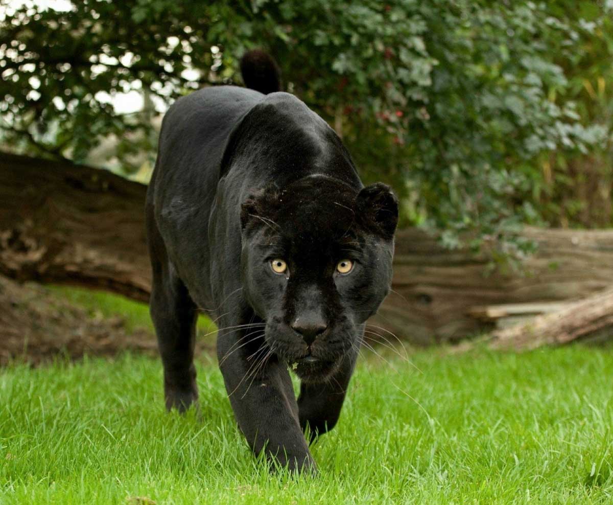Jaguar Dunyanin En Korkunc Hayvanlari