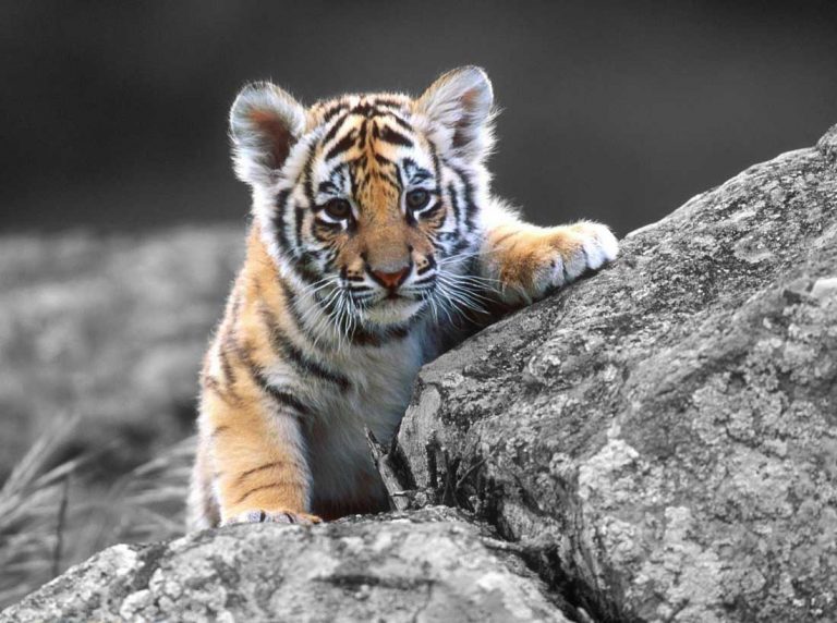 Yavru Hayvanlar İçinizi Isıtacak 50 Fotoğraf ve Yüzünüzü Güldürecek