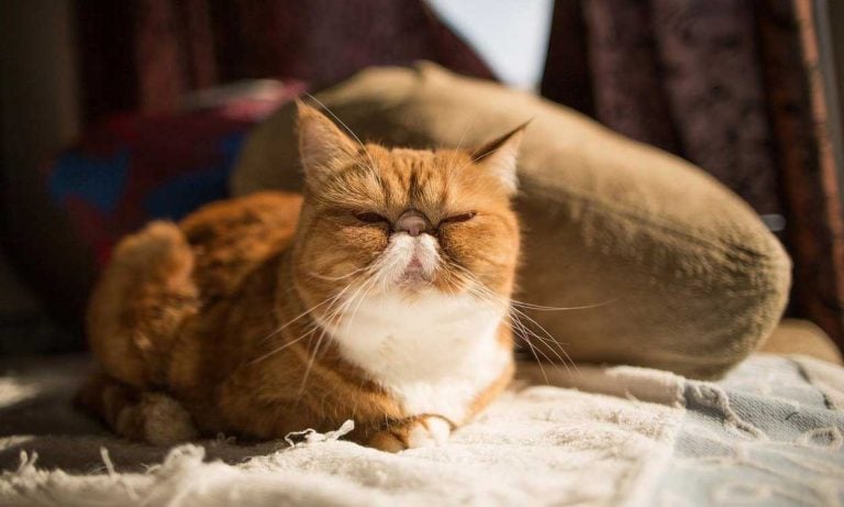 Kedi Cinsleri: En Beğenilen 55 Tür ve Özellikleri