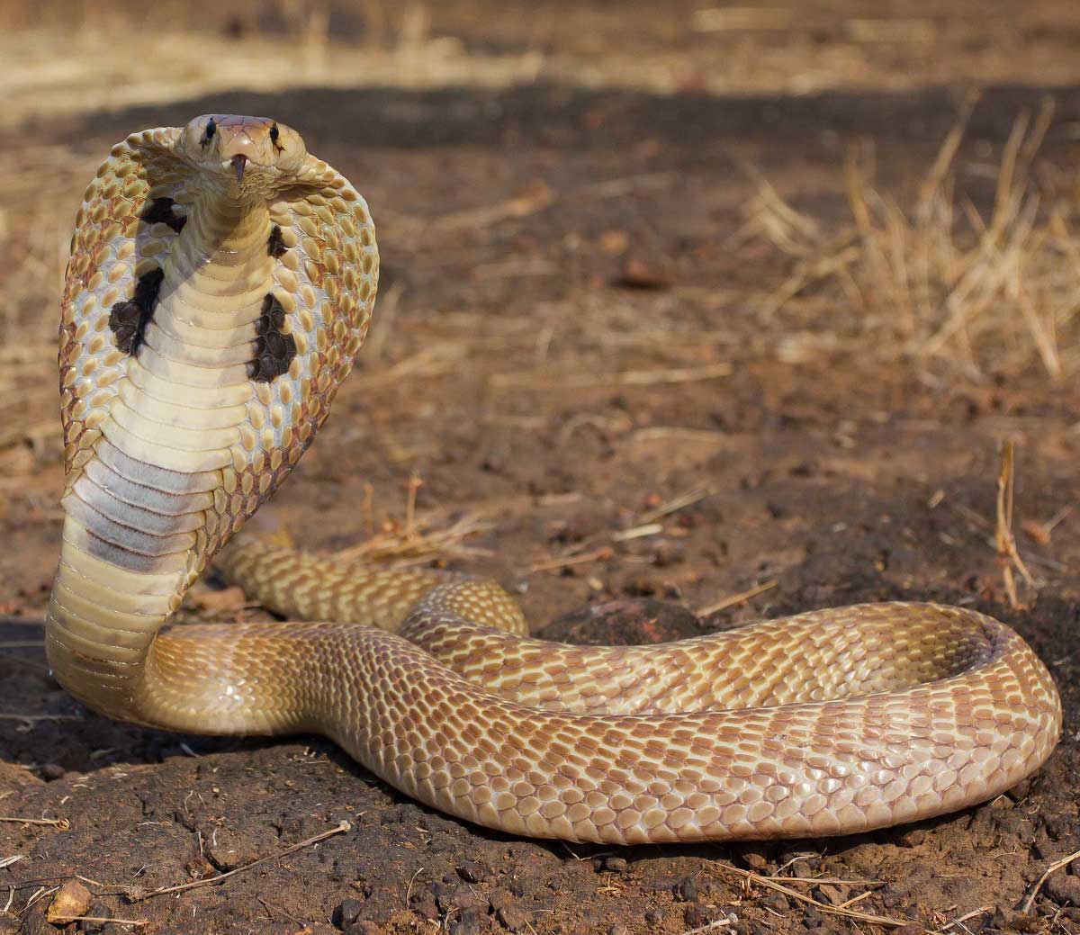 Kobra Dunyanin En Korkunc Hayvanlari