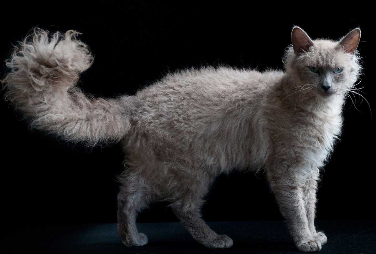 Laperm Kedi Cinsleri En Begenilen Turler Ve Ozellikleri