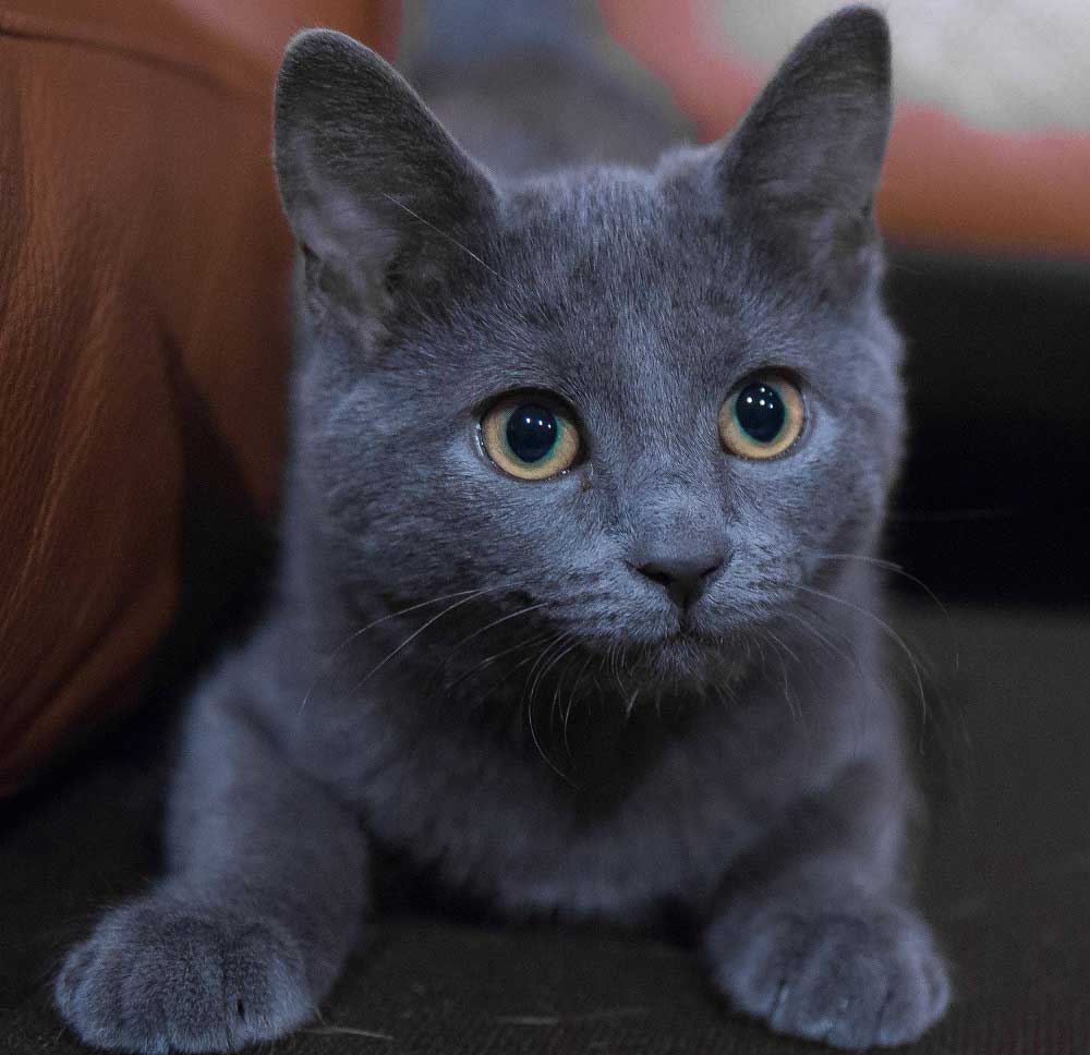 Mavi Rus Kedisi Kedi Cinsleri En Begenilen Turler Ve Ozellikleri