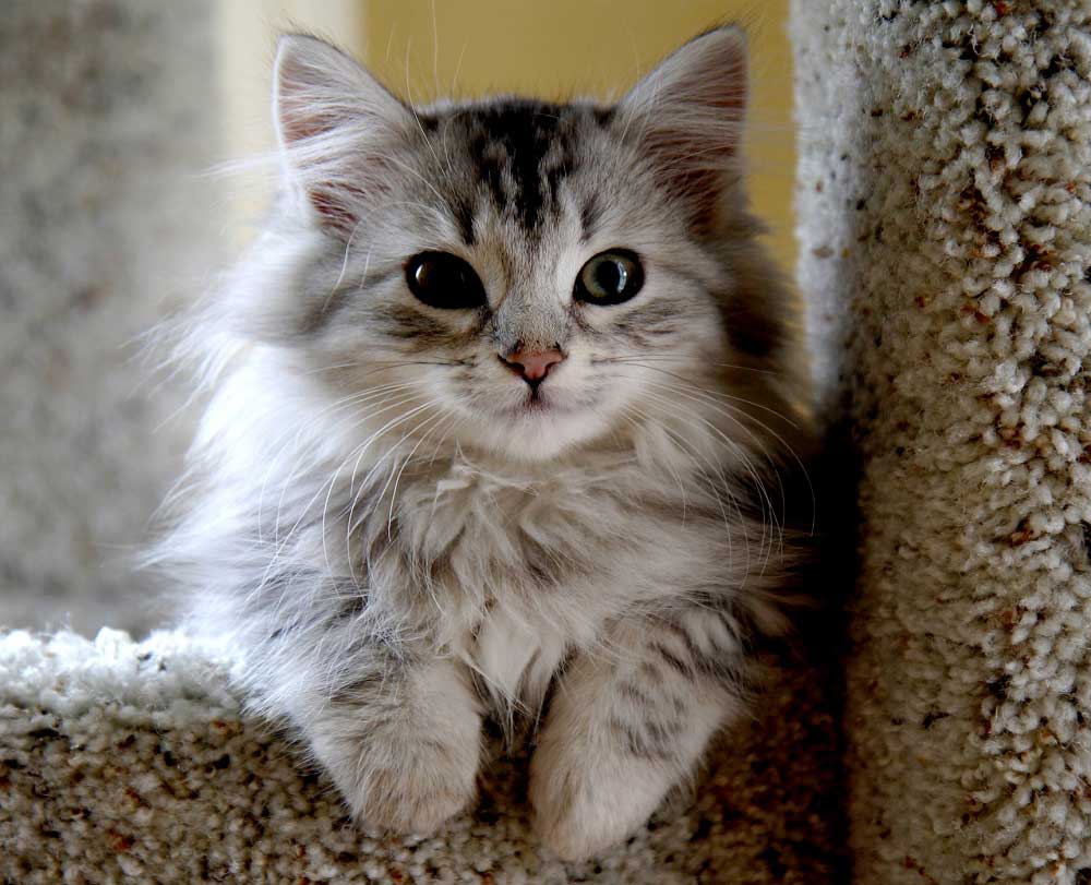 Sibirya Kedisi Kedi Cinsleri En Begenilen Turler Ve Ozellikleri