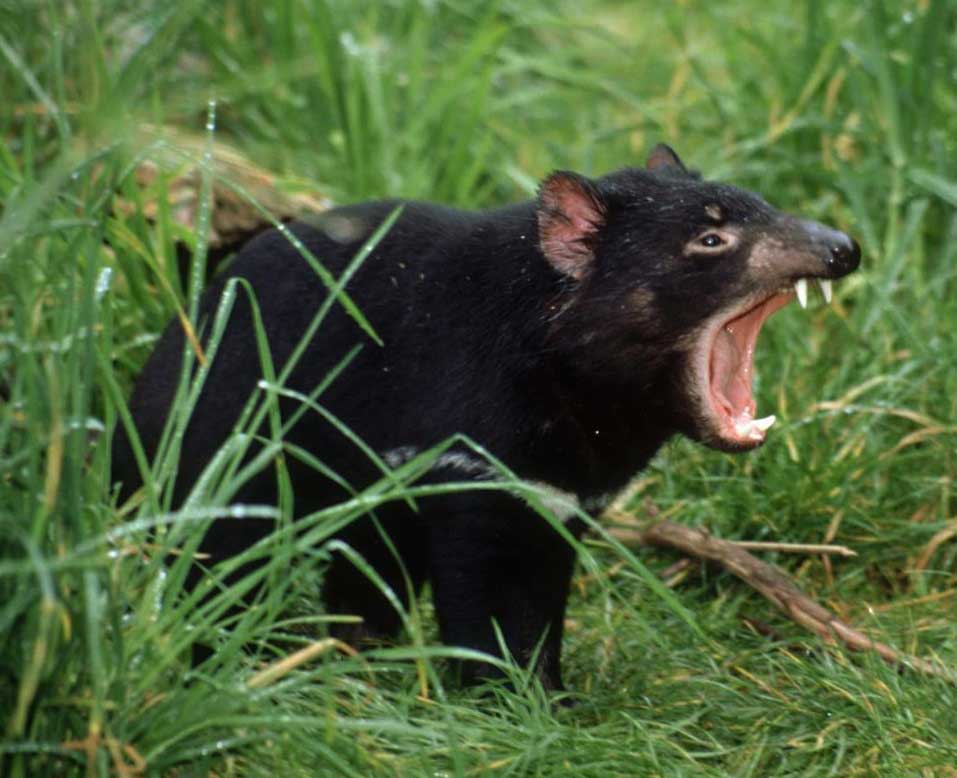 Tasmanya Canavari Dunyanin En Korkunc Hayvanlari