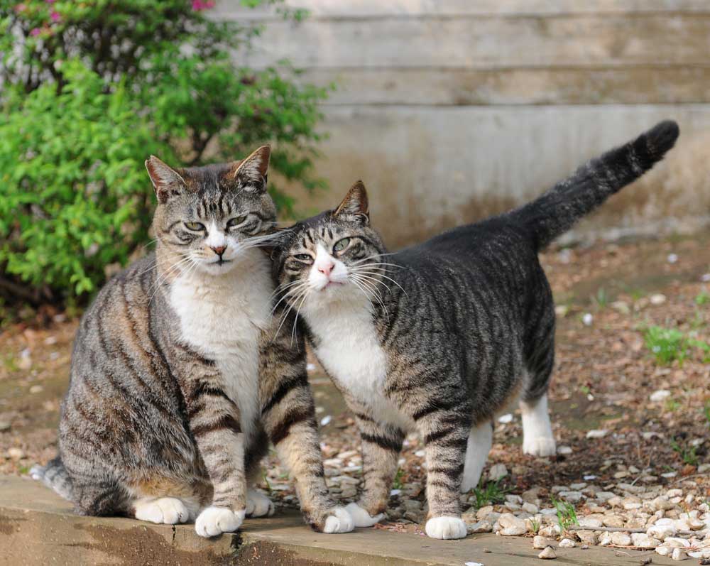 Tekir Kedi Cinsleri En Begenilen Turler Ve Ozellikleri